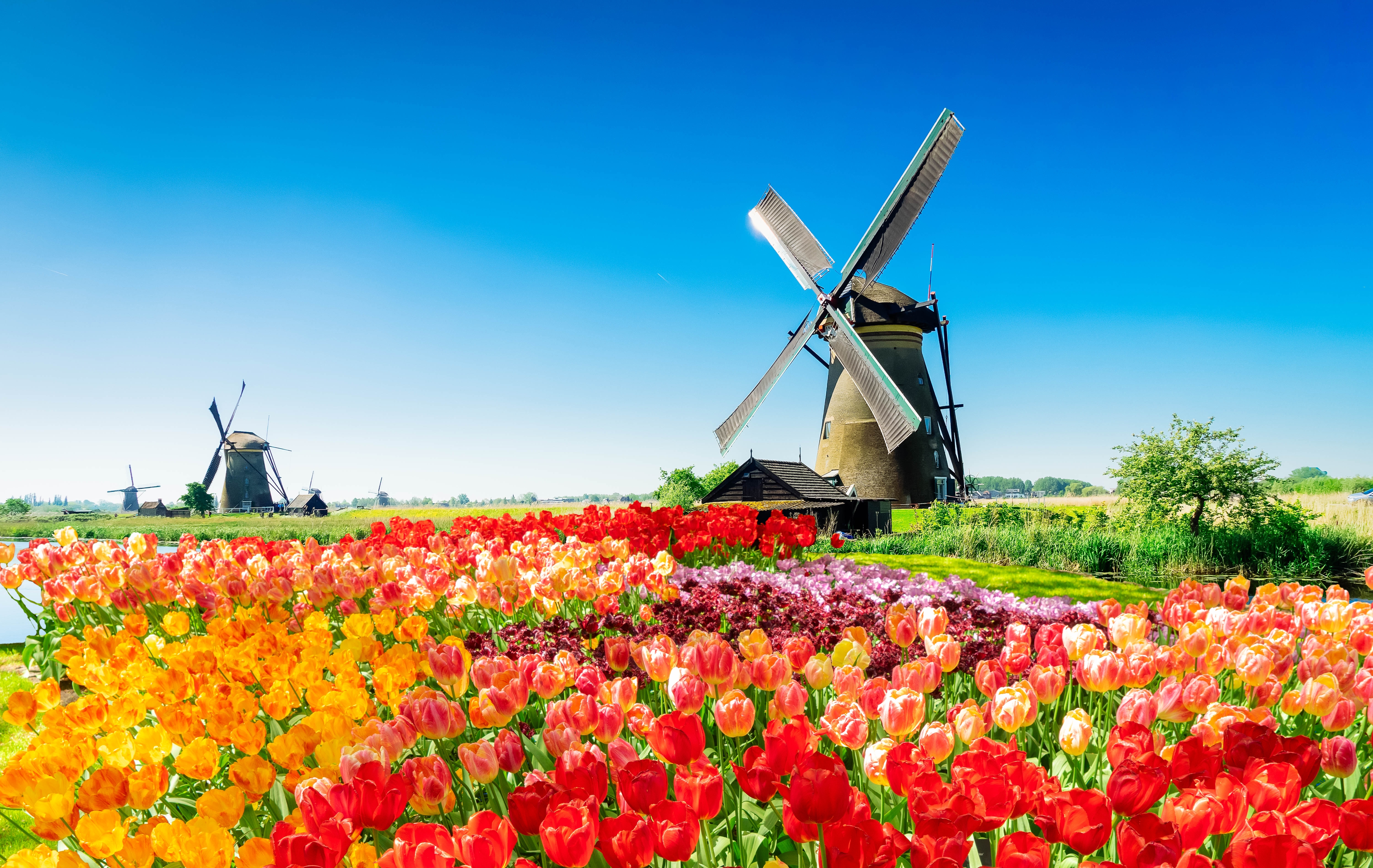 Traditionelle hollandske vindmøller ved Kinderdijk med farverige tulipanmarker i blomst, der spejler sig i vandet på en smuk sommerdag i Holland