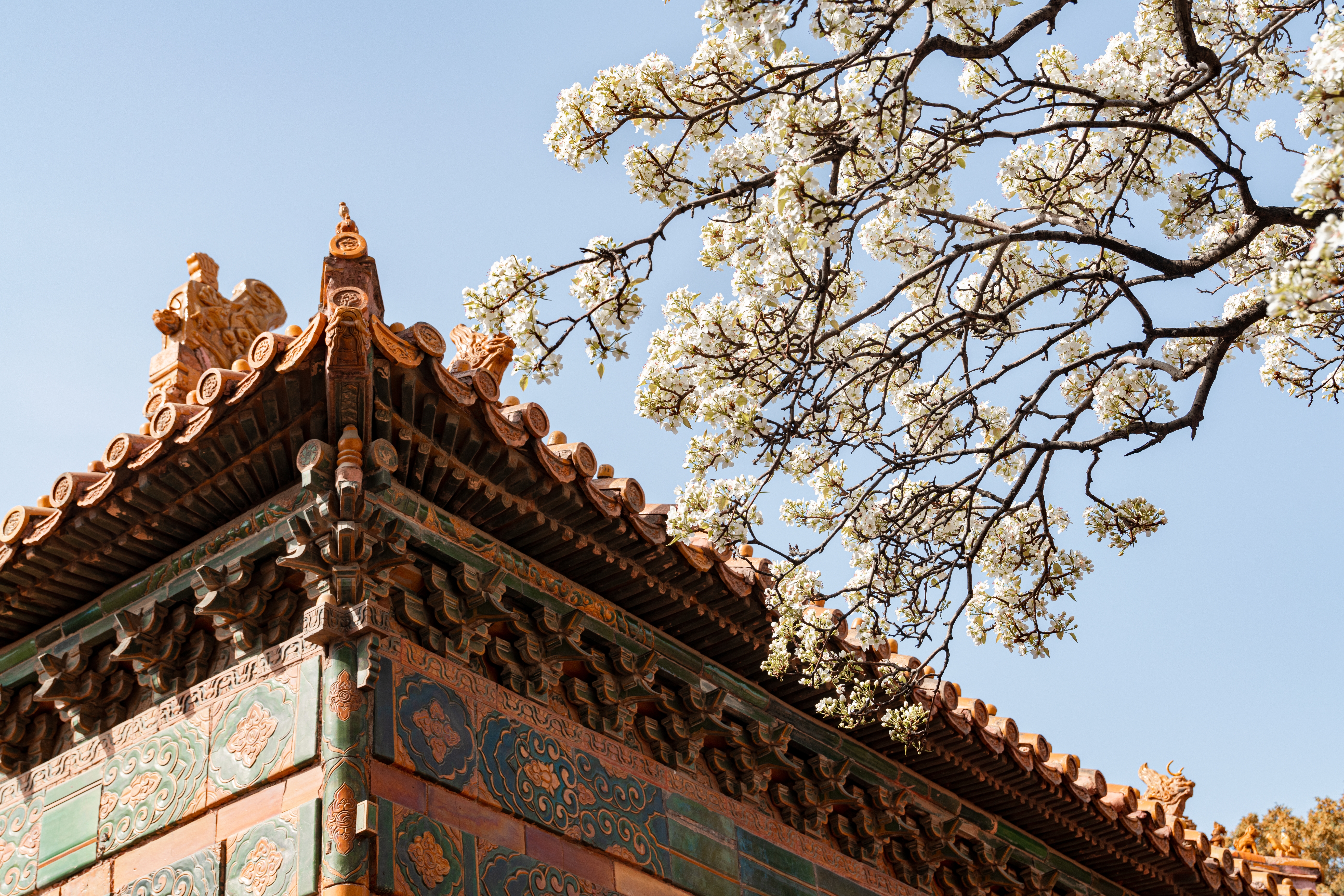 Traditionel kinesisk tempelarkitektur med blomstrende forårsblomstre i Beijing