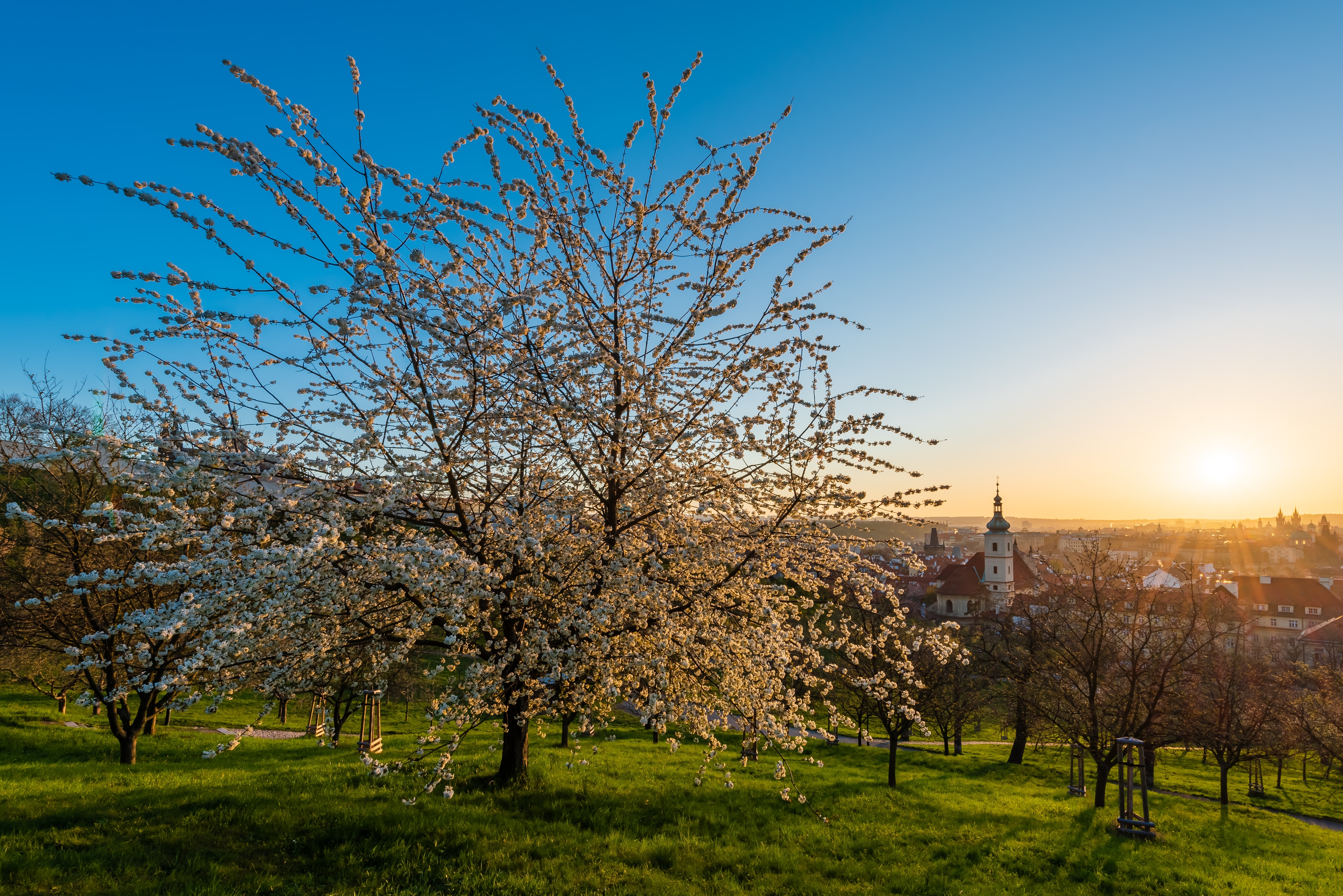 Smukke kirsebærtræer i blomst med udsigt over europæisk by med kirketårn ved solnedgang