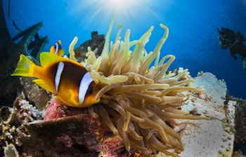 Farverig klovnefisk svømmer blandt anemone-tentakler ved Cedar Pride vraget i Aqaba, Jordan med solstråler der skinner gennem det blå vand