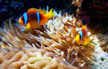 Farverig klovnefisk gemmer sig i en rød søanemone i et tropisk koralrev under havoverfladen