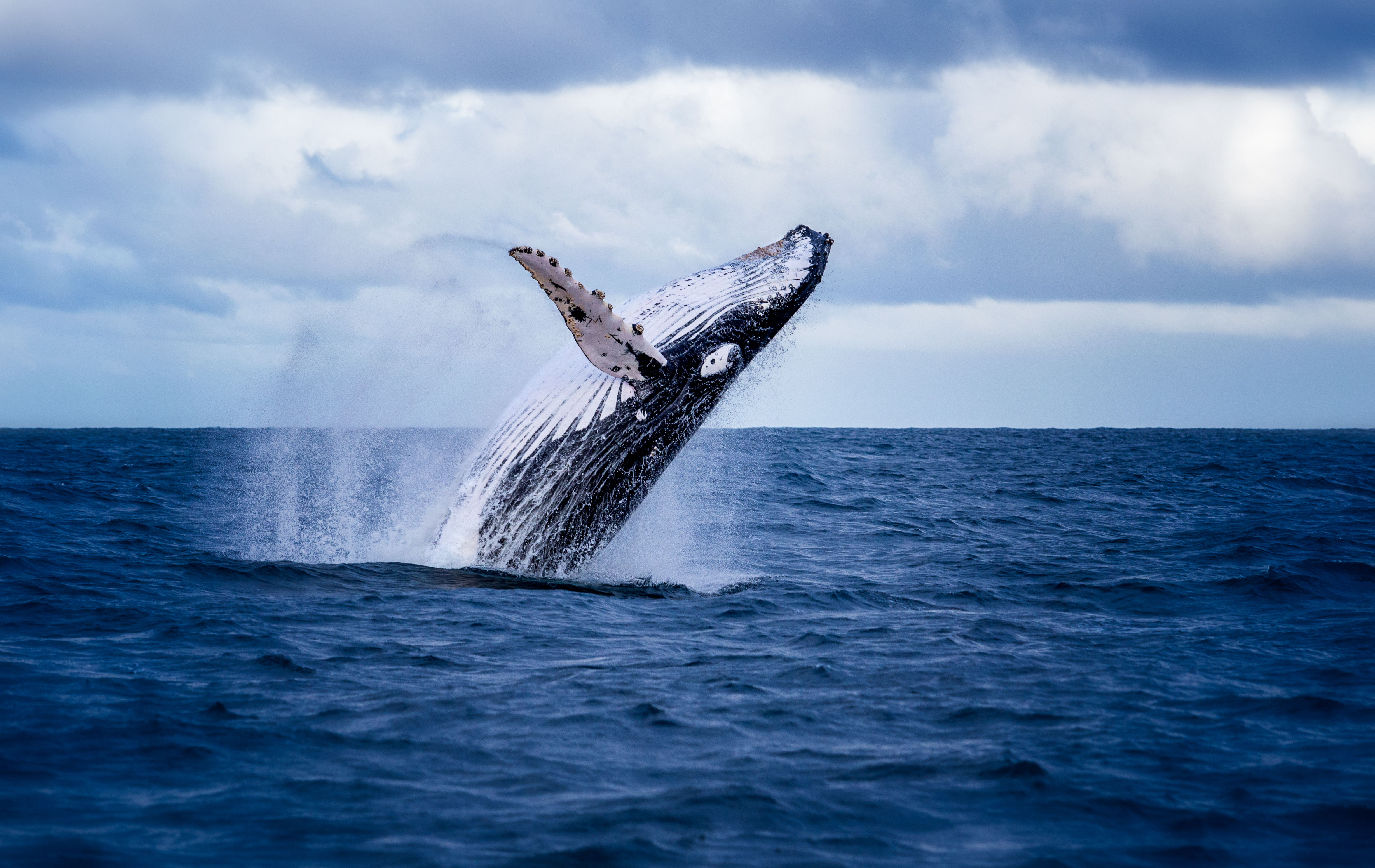Knoglhval springer op af oceanet under hvalsafari i Australien