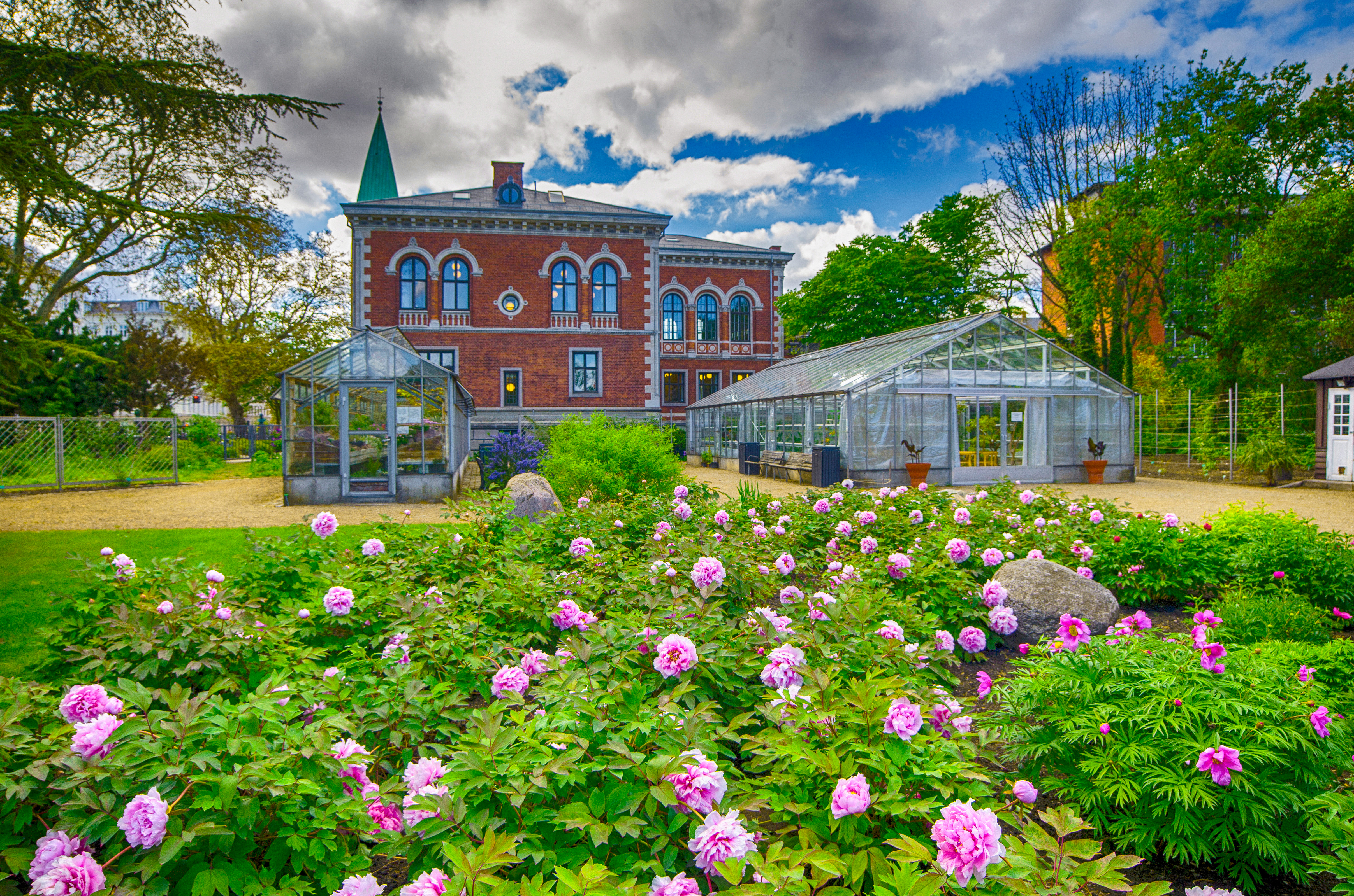Smukke pink pæoner i blomst i Københavns Botaniske Have med historisk væksthus