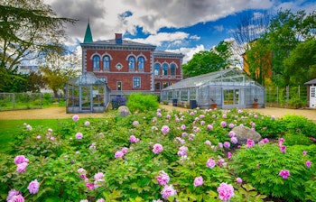 Smukke pink pæoner i blomst i Københavns Botaniske Have med historisk væksthus