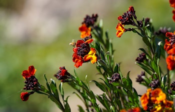 Smukke røde og orange blomster i fuld blomst i Københavns Botaniske Have