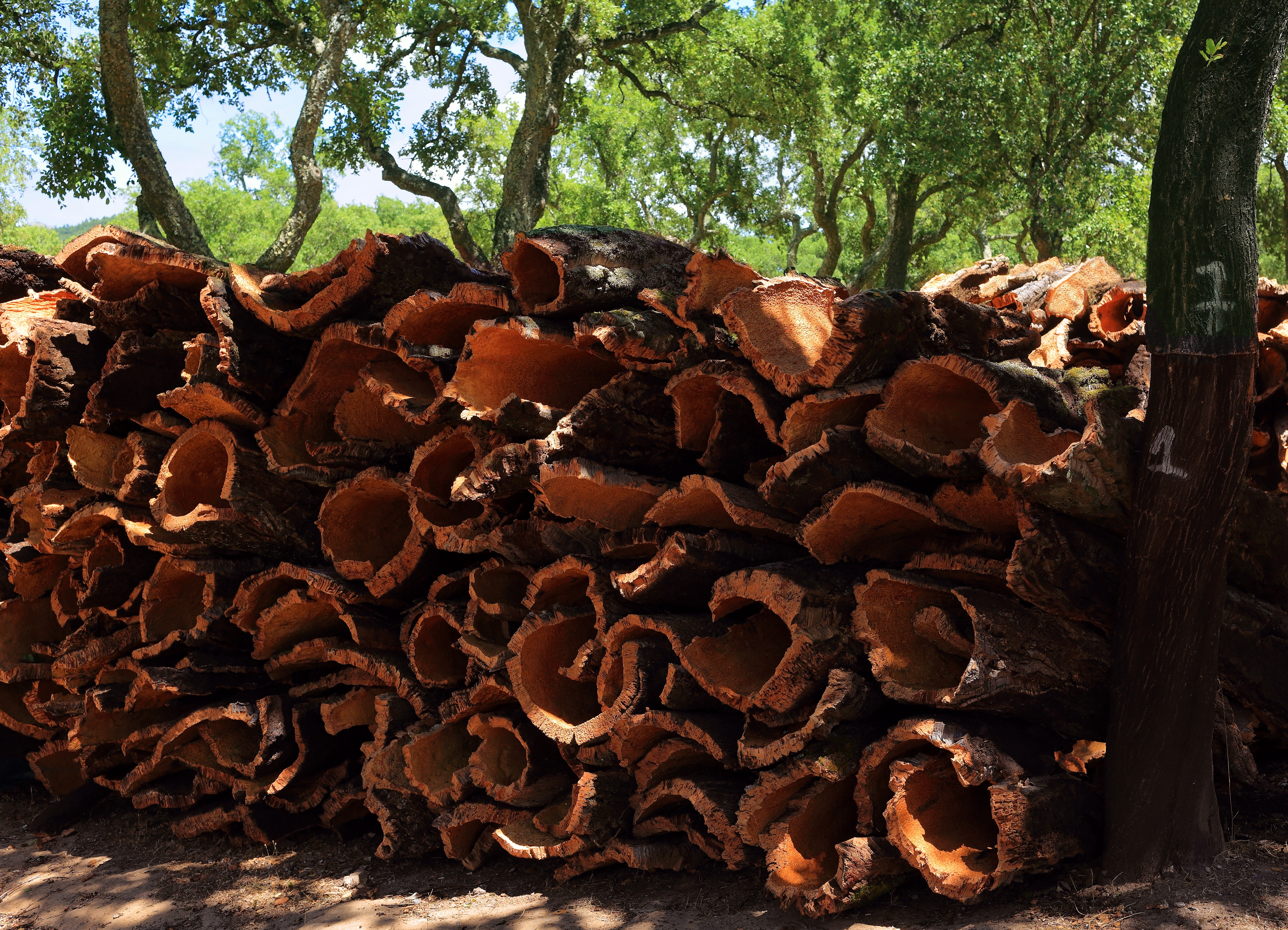 Bunke af korkbark fra portugisisk korkege-høst i Algarve