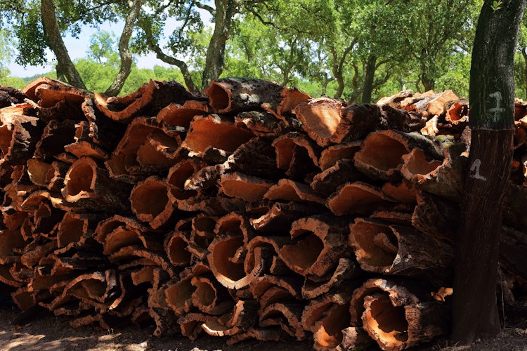 Bunke af korkbark fra portugisisk korkege-høst i Algarve