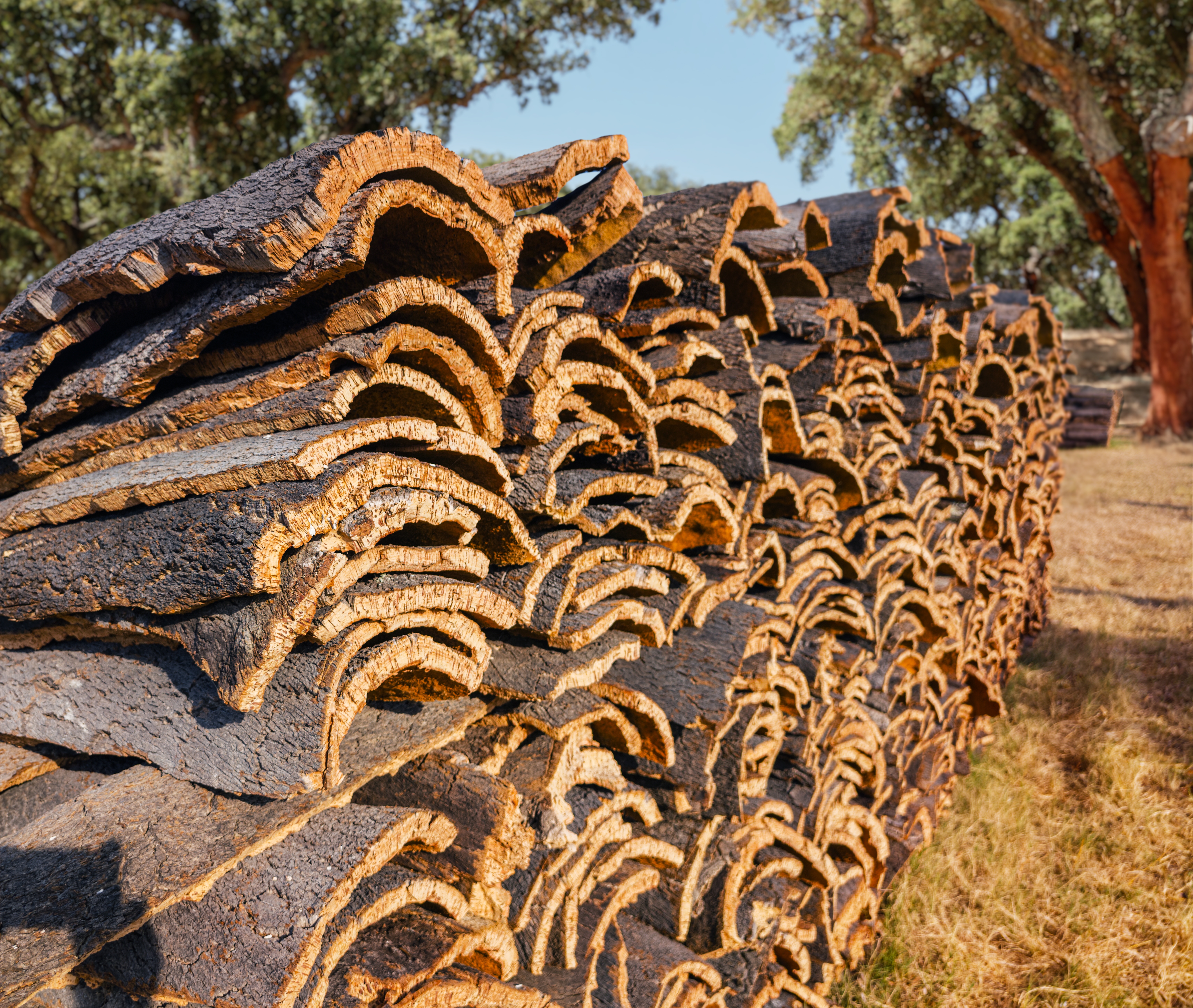 Stablede korkplader høstet fra egetræer i Portugals Alentejo region