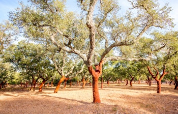 Kork egetræer med afbarket stamme i portugisisk landskab