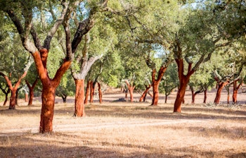 Smuk udsigt over korkegplantage i Portugal med afstrippet bark.