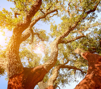 Gammel korkeg fotograferet nedefra med gyldent aftenlys i Alentejo-regionen i Portugal