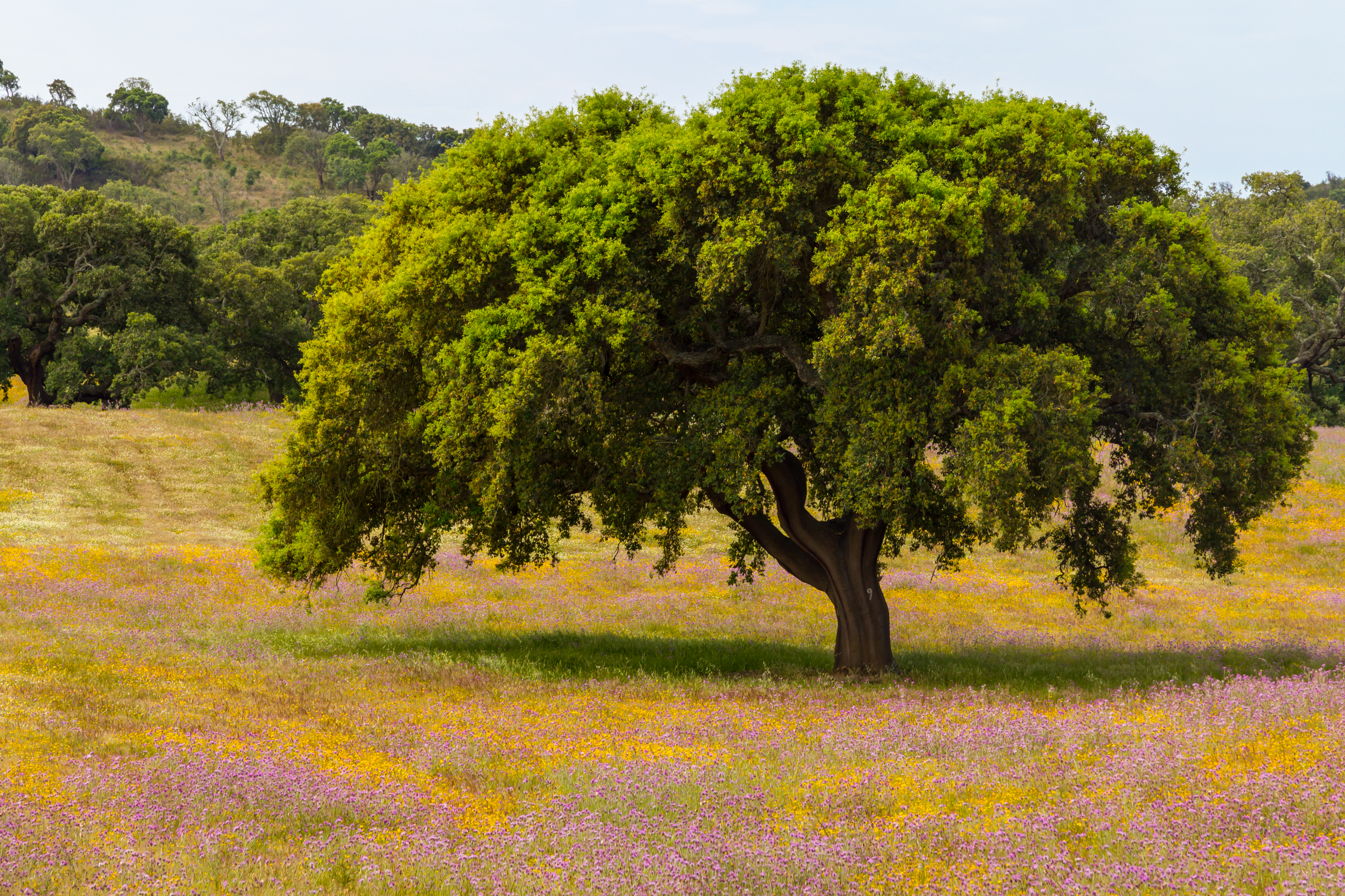Majestætisk korktræ i farverig blomstermark på vandreruten Rota Vicentina nær Porto Covo i Alentejo, Portugal