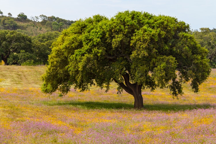Majestætisk korktræ i farverig blomstermark på vandreruten Rota Vicentina nær Porto Covo i Alentejo, Portugal