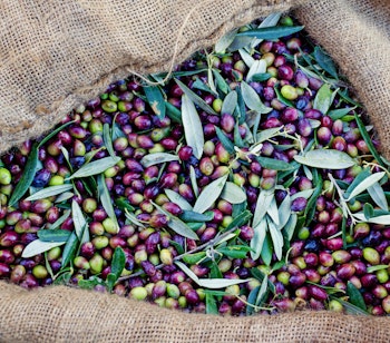 Nyhøstede Koroneiki oliven i sække fra en traditionel olivenlund i Messinia, Grækenland - en lokal specialitet fra Peloponnes-halvøen