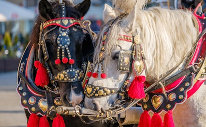 Traditionel hestevogn med to smukt dekorerede heste klar til turistkørsel i Krakows historiske centrum i Polen