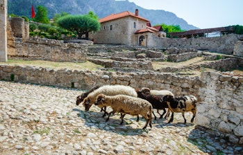 Får græsser mellem gamle ruiner ved det historiske Kruja Slot i Albanien