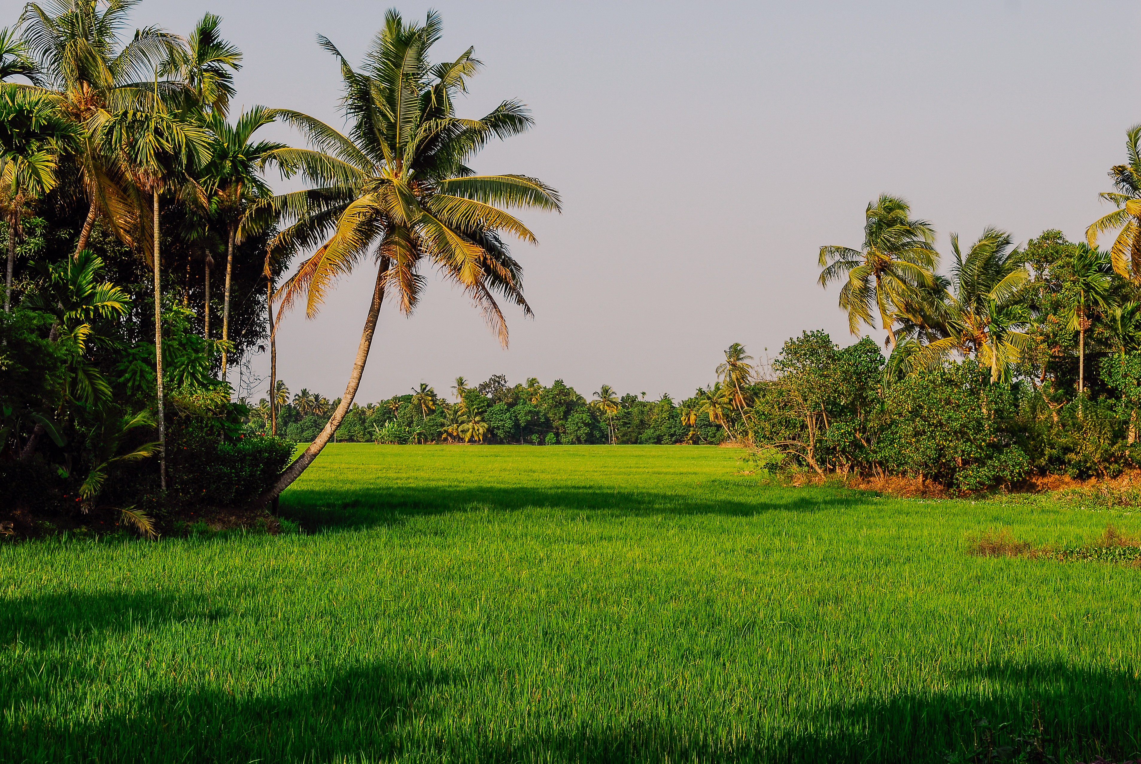 Frodige grønne rismarker langs de idylliske backwaters i Kumarakom, Kerala - et fredfyldt landskab med palmer og vandkanaler i Sydindien