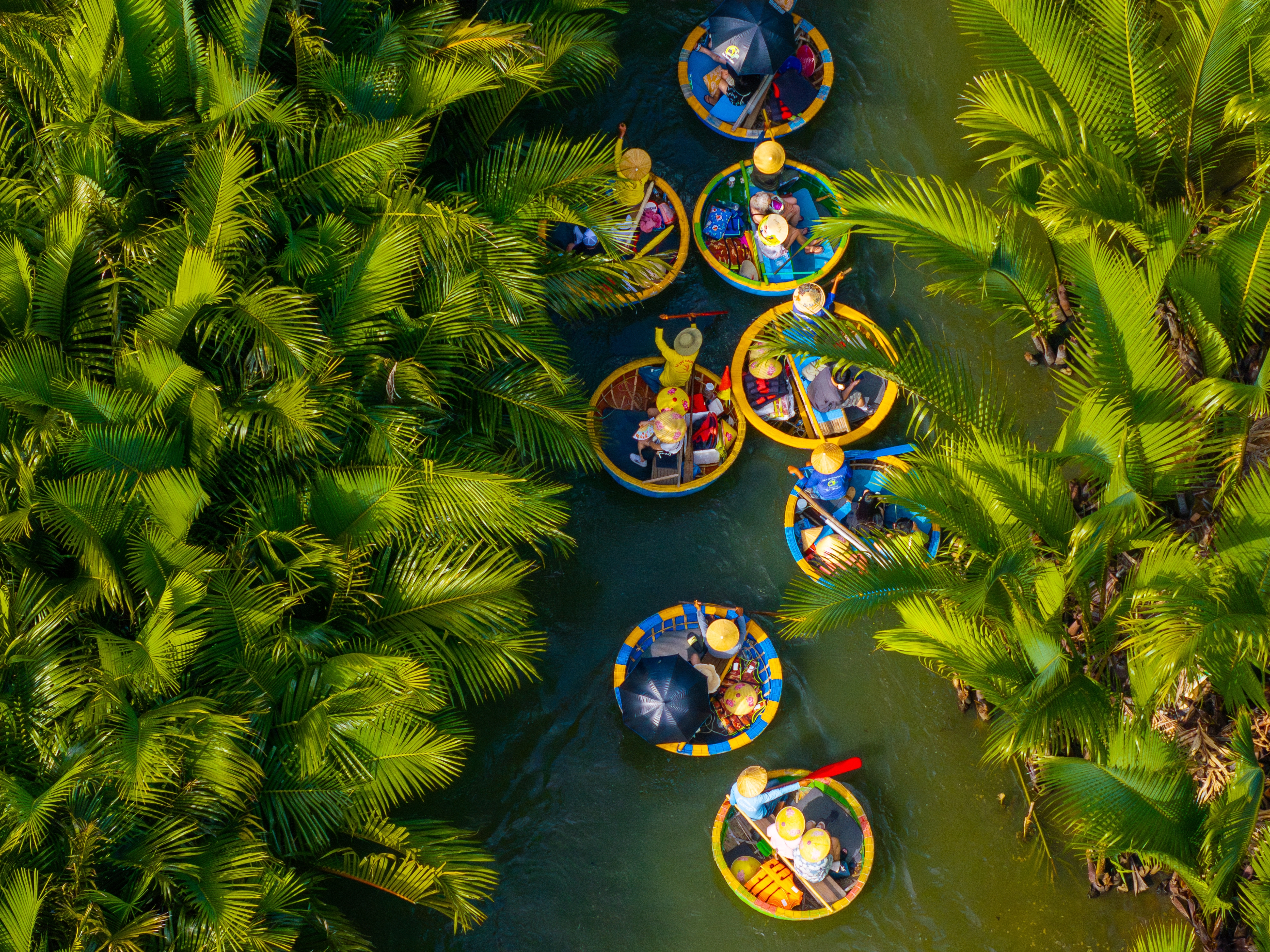Luftfoto af farverige kurvebåde med turister på flodtur gennem frodige kokospalmer i Cam Thanh landsbyen nær Hoi An, Vietnam