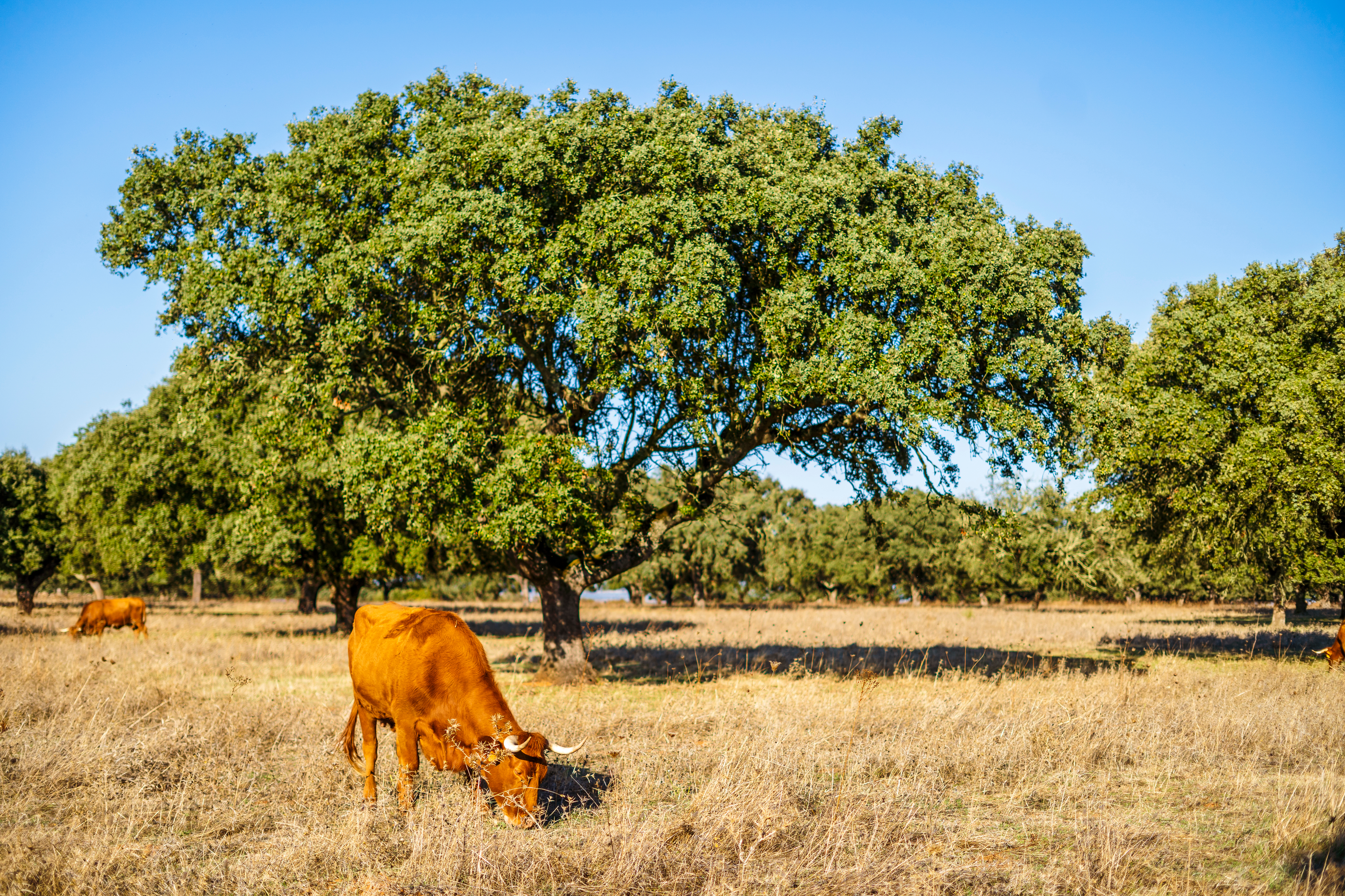 Kvæg græsser under kork-egetræ i det portugisiske Alentejo-landskab