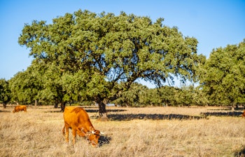 Kvæg græsser under kork-egetræ i det portugisiske Alentejo-landskab