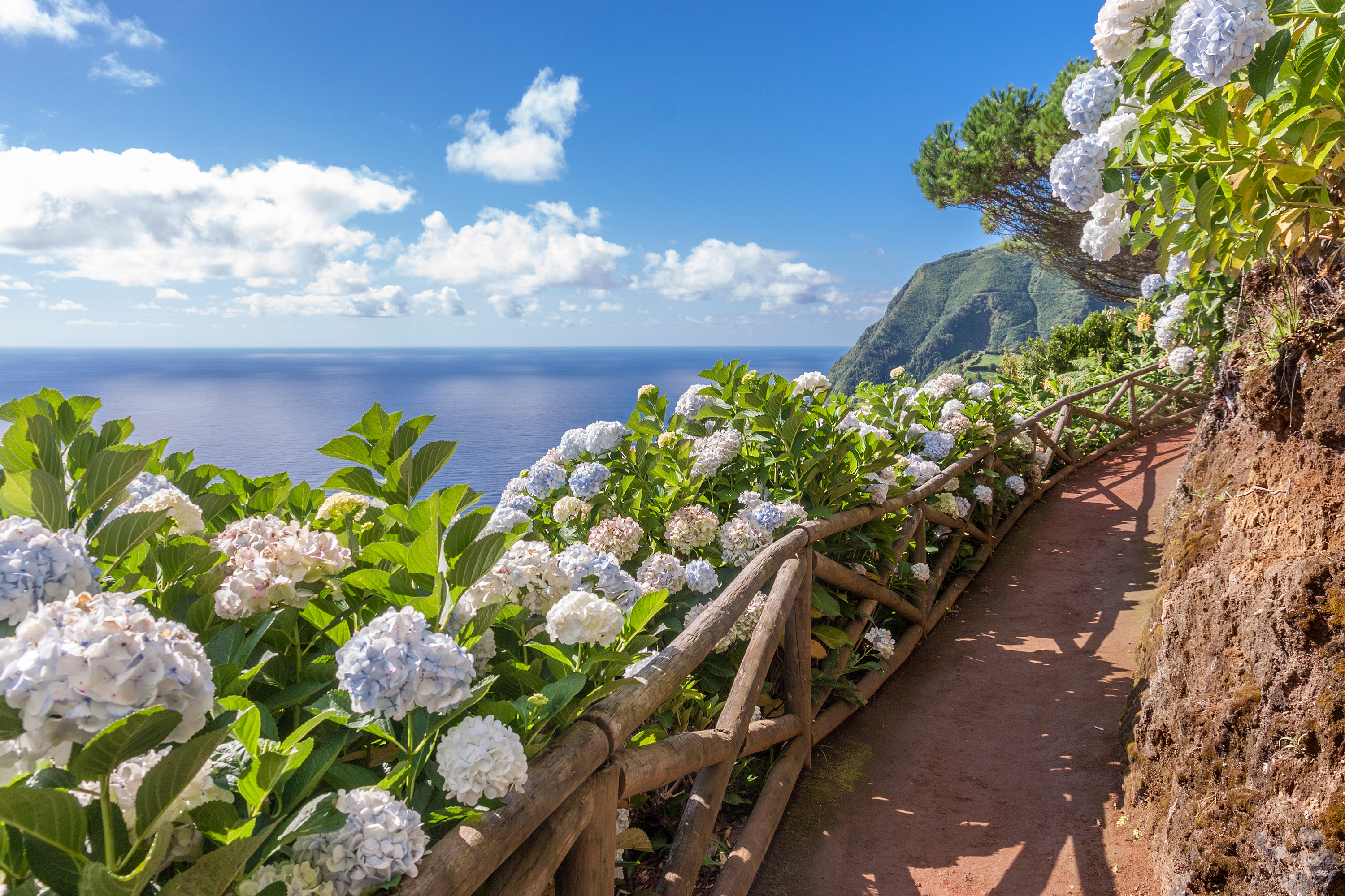 Naturskøn kyststi med blomstrende hvide hortensiaer med udsigt over havet og bjergene på São Miguel, Azorerne