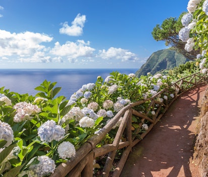 Naturskøn kyststi med blomstrende hvide hortensiaer med udsigt over havet og bjergene på São Miguel, Azorerne