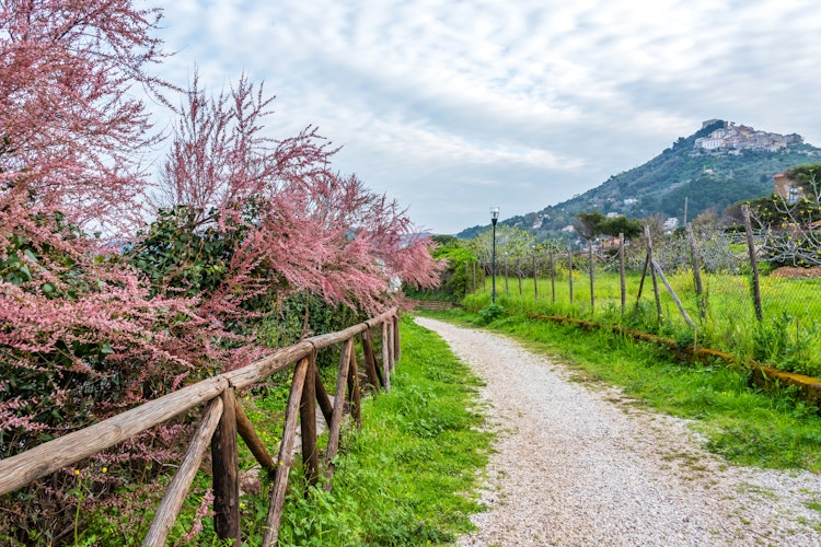 Idyllisk kyststi langs Middelhavet ved San Marco di Castellabate i Cilento med forårblomster og azurblåt vand