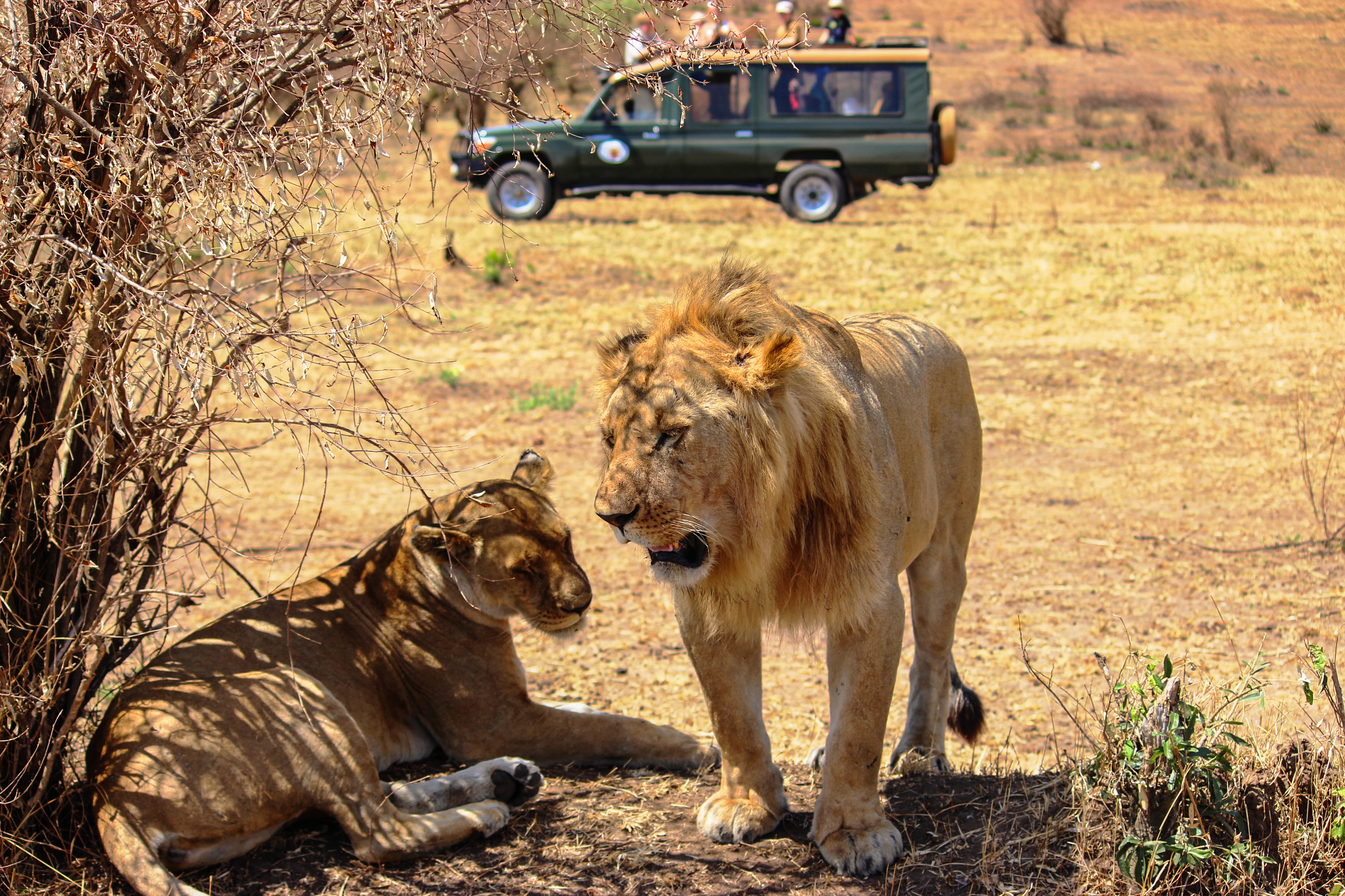 Hannløve og løvinde hviler i Kenyas savanne med safaribil i baggrunden under en vildtreservat-tur