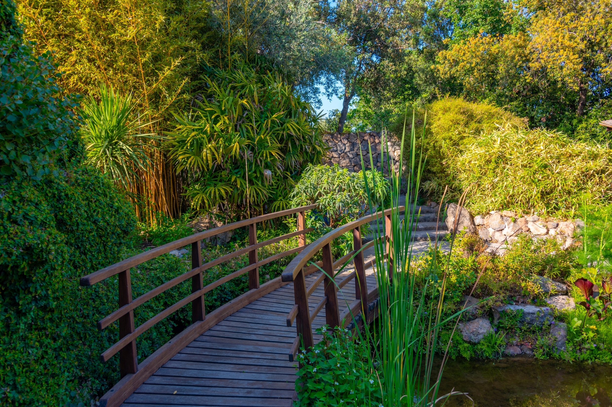 Smuk træbro over dam i La Mortella botaniske have på Ischia Italien med frodig grøn vegetation