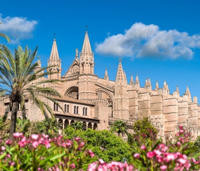 Den gotiske La Seu katedral i Palma de Mallorca med blomstrende oleander i forgrunden, et historisk vartegn på Mallorca i Spanien