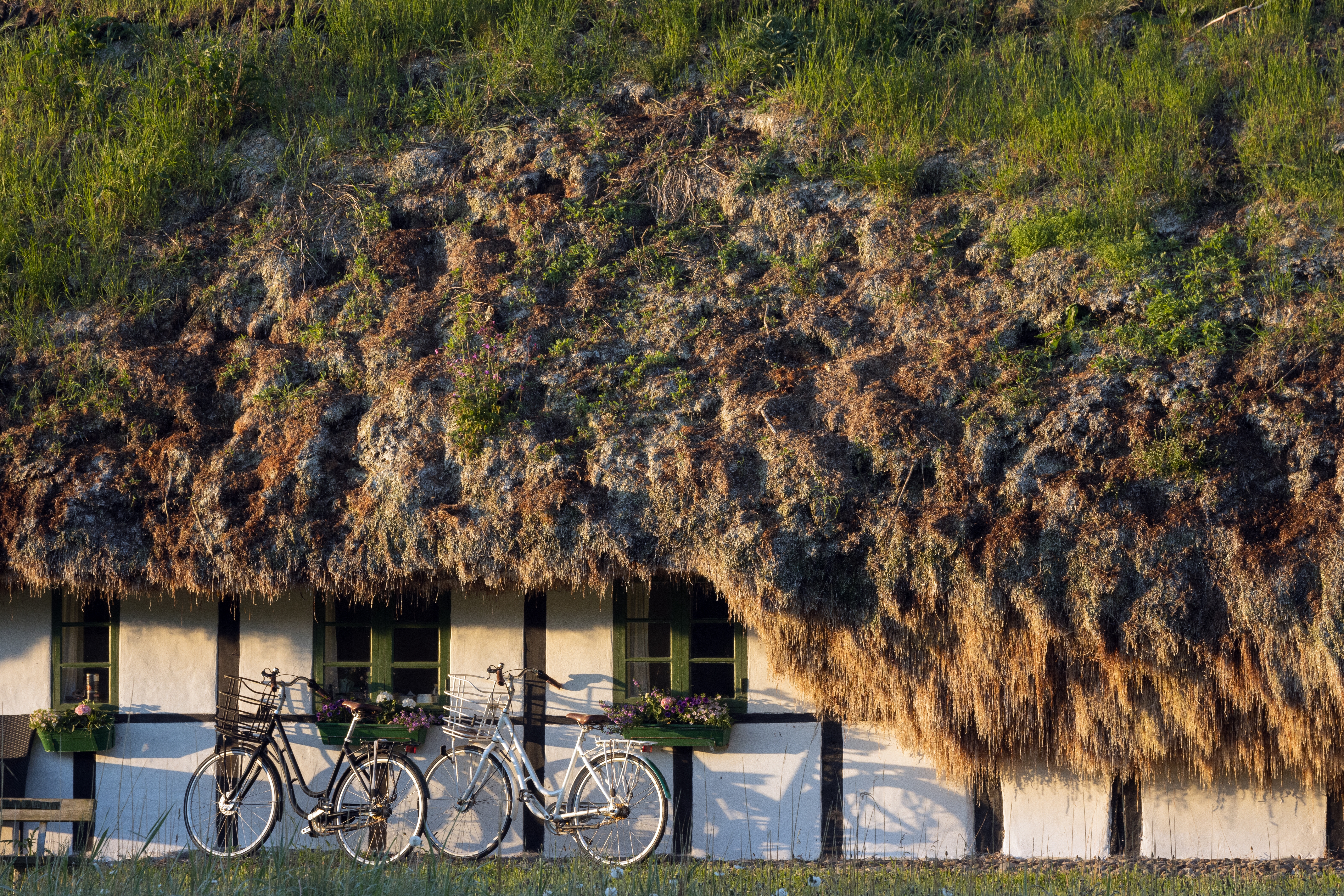 Traditionelt bindingsværkshus med det karakteristiske tykke tangtag på Læsø, et unikt stykke dansk kulturarv med ålegræs som tagmateriale og cykel i forgrunden ved tangruten
