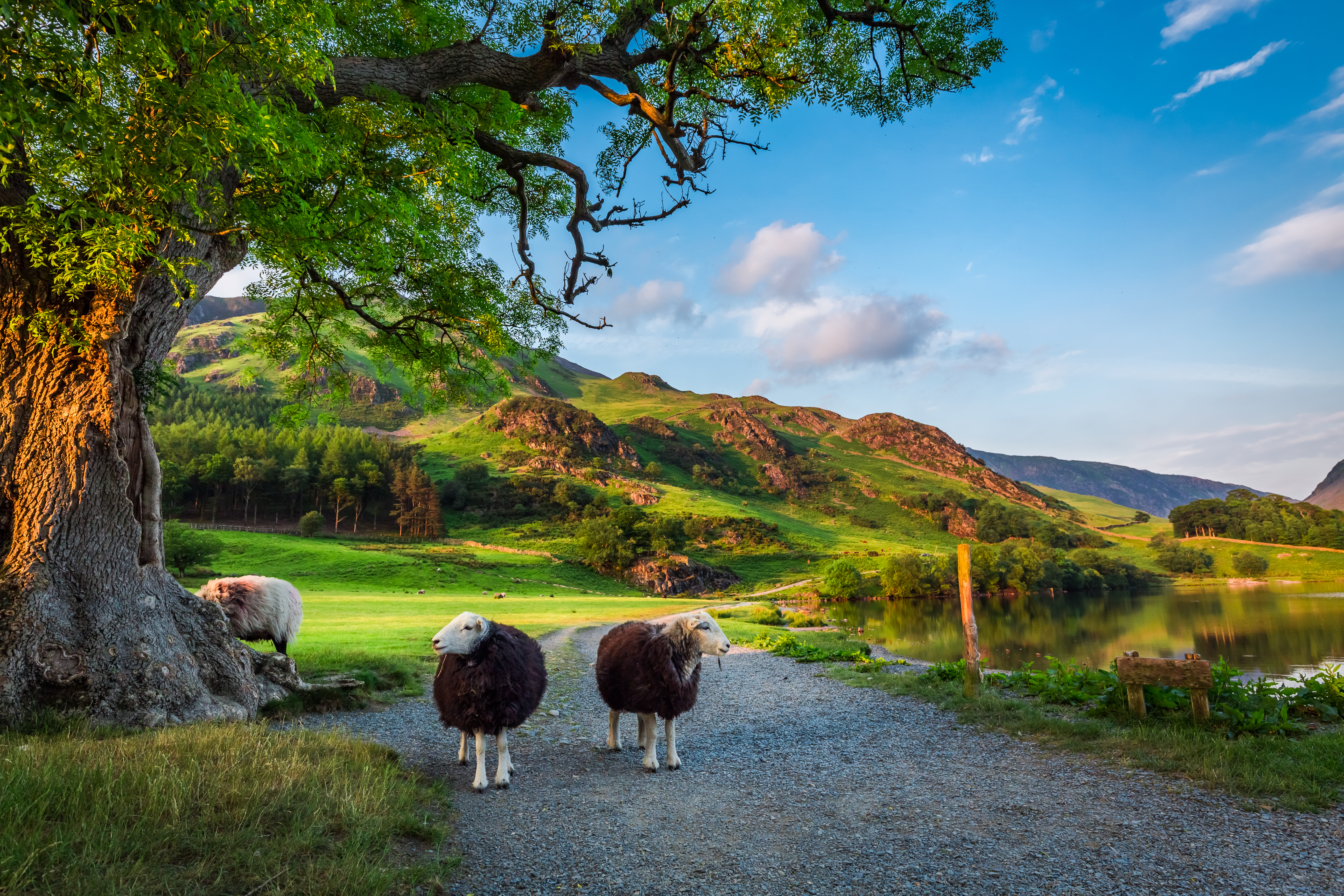 To nysgerrige får på en grøn græsmark ved solnedgang i Lake District, England, med smukke bakker og bjerge i baggrunden under den gyldne aftenhimmel