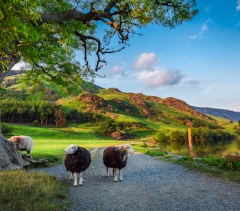 To nysgerrige får på en grøn græsmark ved solnedgang i Lake District, England, med smukke bakker og bjerge i baggrunden under den gyldne aftenhimmel