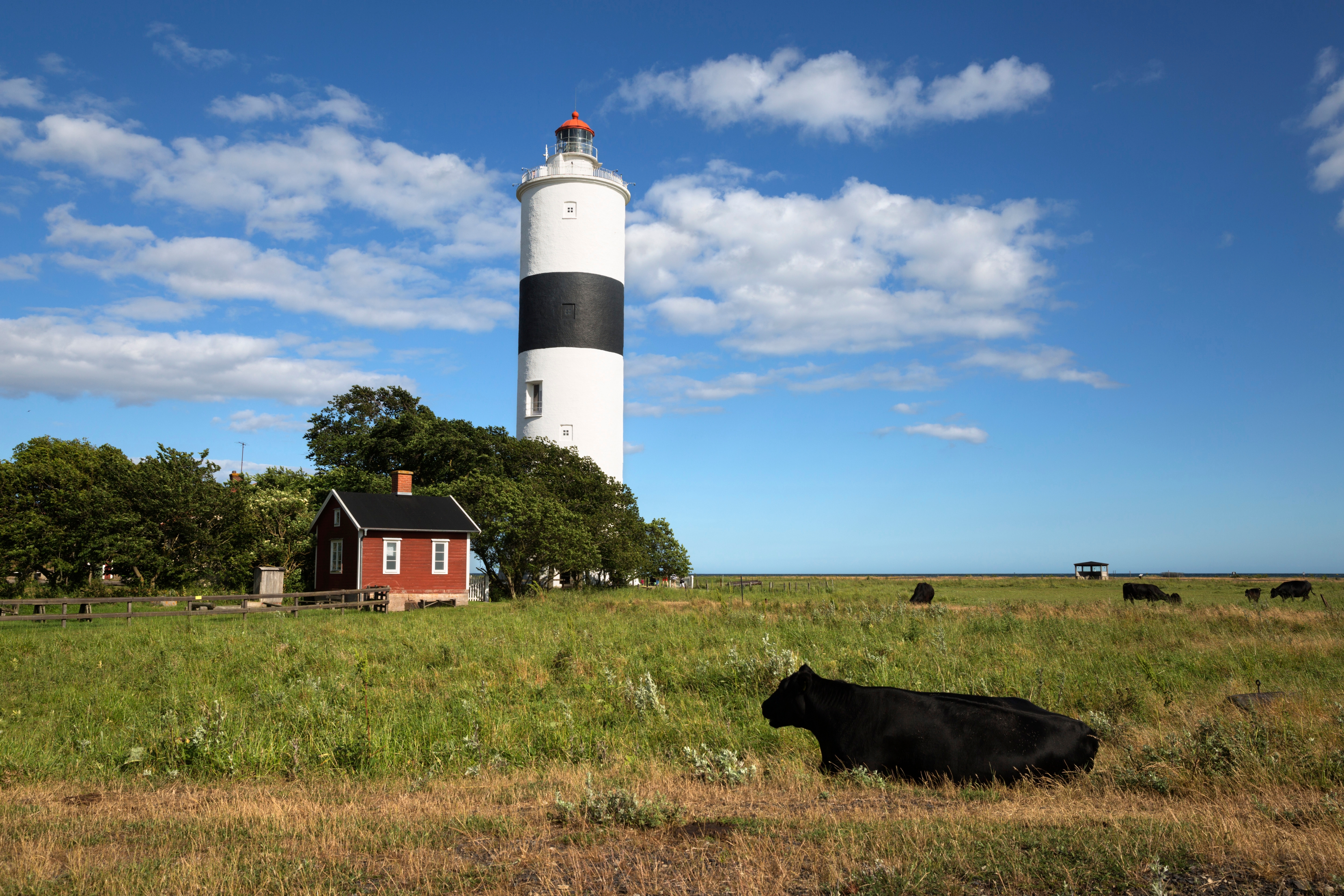 Historisk Lange Jan fyr med græssende kvæg på Öland Sverige