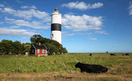 Historisk Lange Jan fyr med græssende kvæg på Öland Sverige
