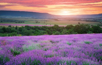 Blomstrende lilla lavendelmarker i Provence, Frankrig, der strækker sig over det frodige landskab under en skyfri sommerhimmel