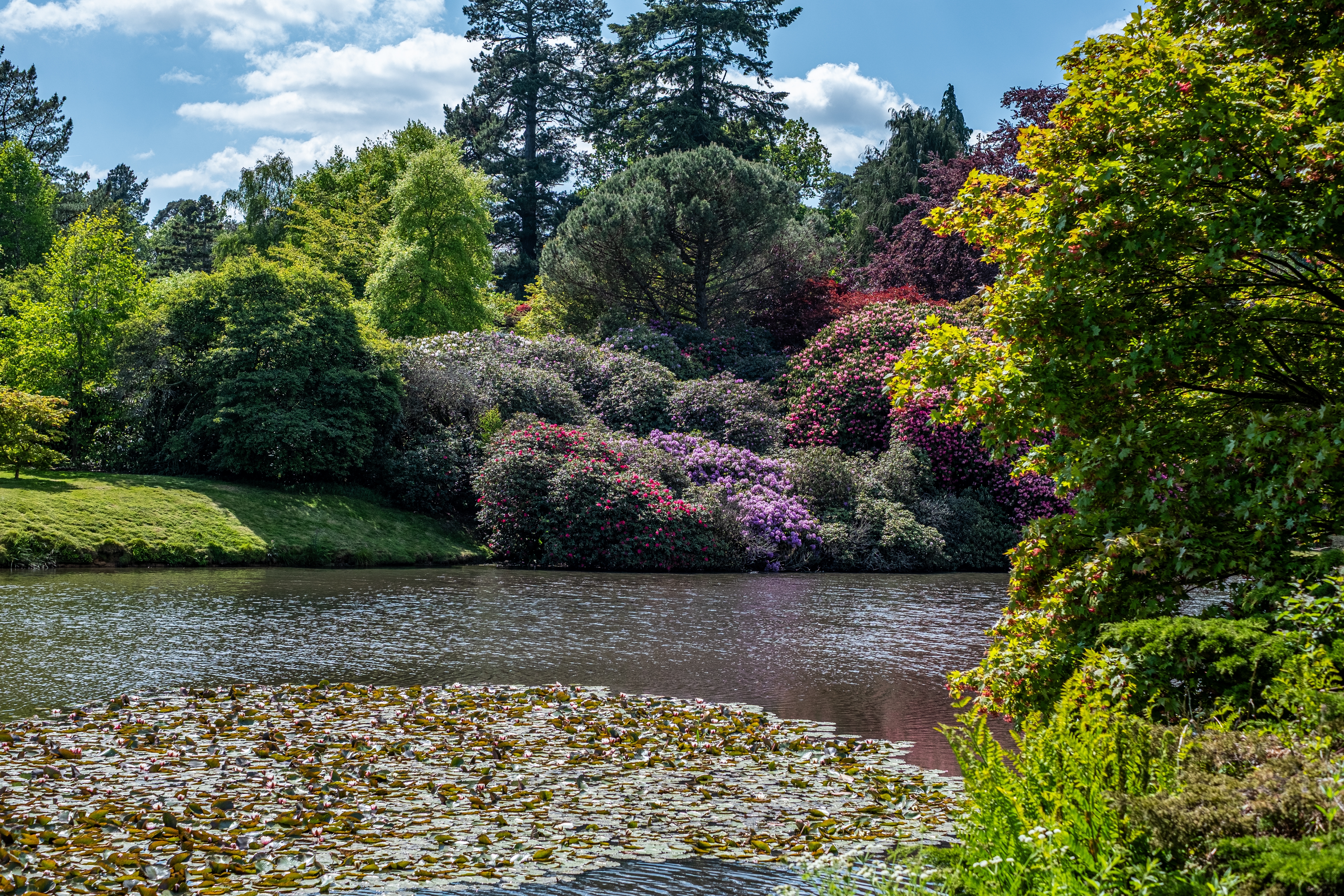 Farverige rhododendron buske i fuldt flor ved den fredelige sø i Leonardslee Gardens, West Sussex, England