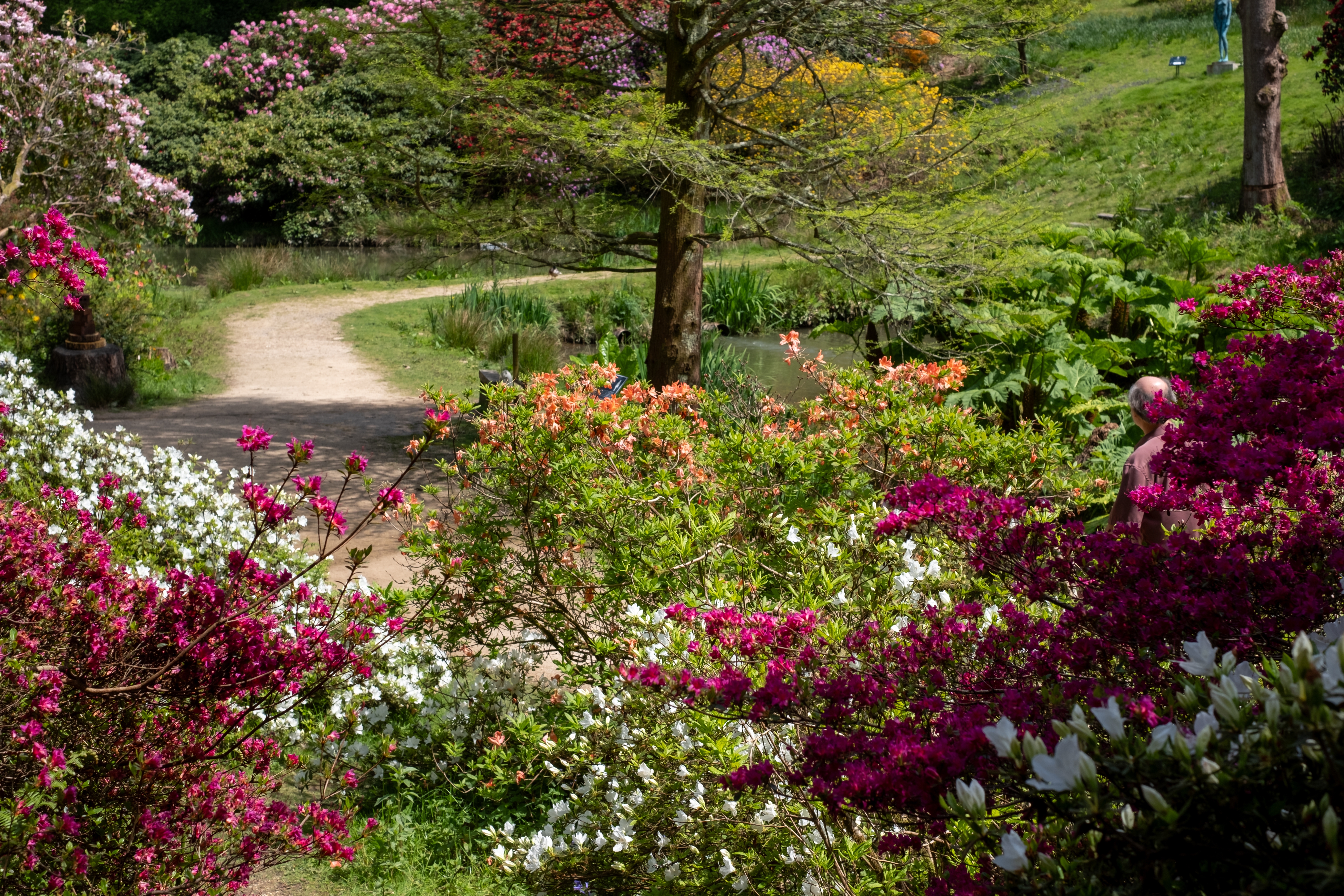 Farverige rhododendronbuske og blomstrende træer langs søstien i Leonardslee Gardens, West Sussex, England om foråret