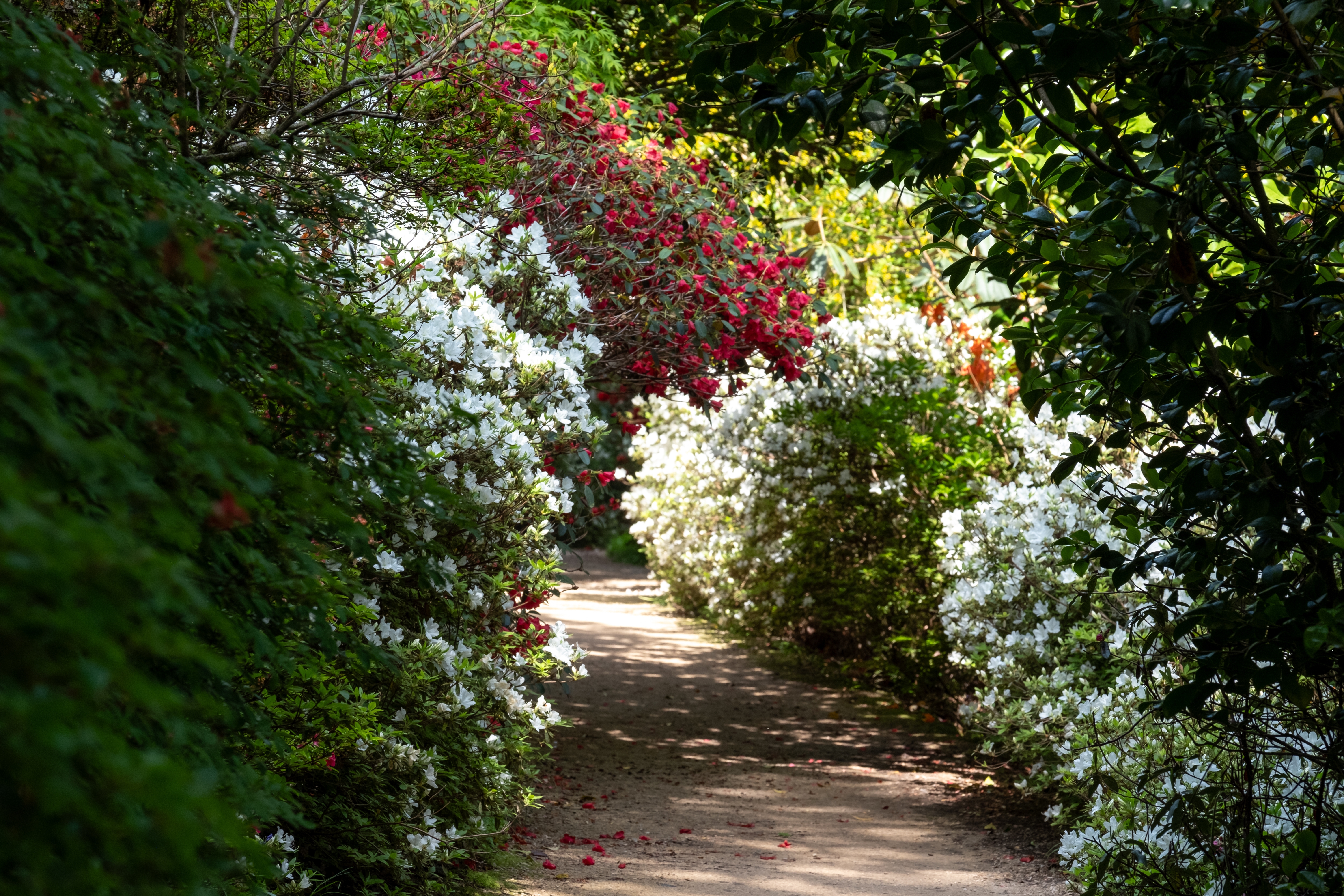 Farverige rhododendronbuske med hvide og røde blomster langs en smukt slynget havesti i Leonardslee Lakes and Gardens, West Sussex, England