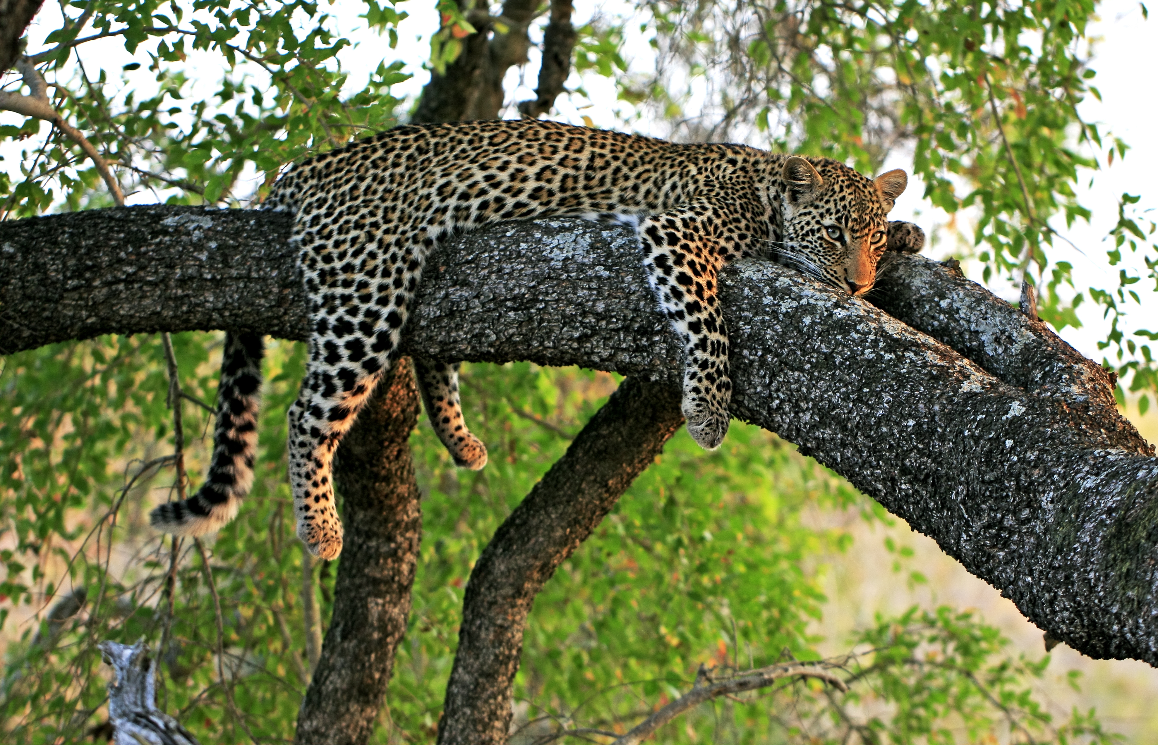Afrikansk leopard hviler på trægren i sydafrikansk nationalpark under safari dyrelivsoplevelse