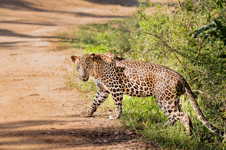 Majestætisk leopard i sit naturlige habitat i Yala Nationalpark, Sri Lanka