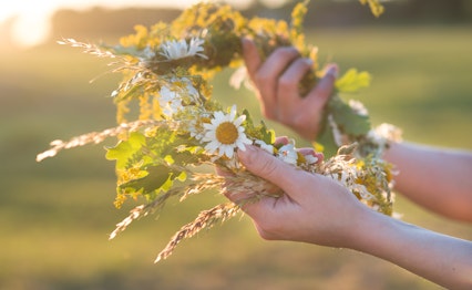 Ung kvinde der fletter en traditionel blomsterkrans med vilde blomster under Ligo midsommerfejringen i Letland, omgivet af en solbeskinnet eng i aftenlys