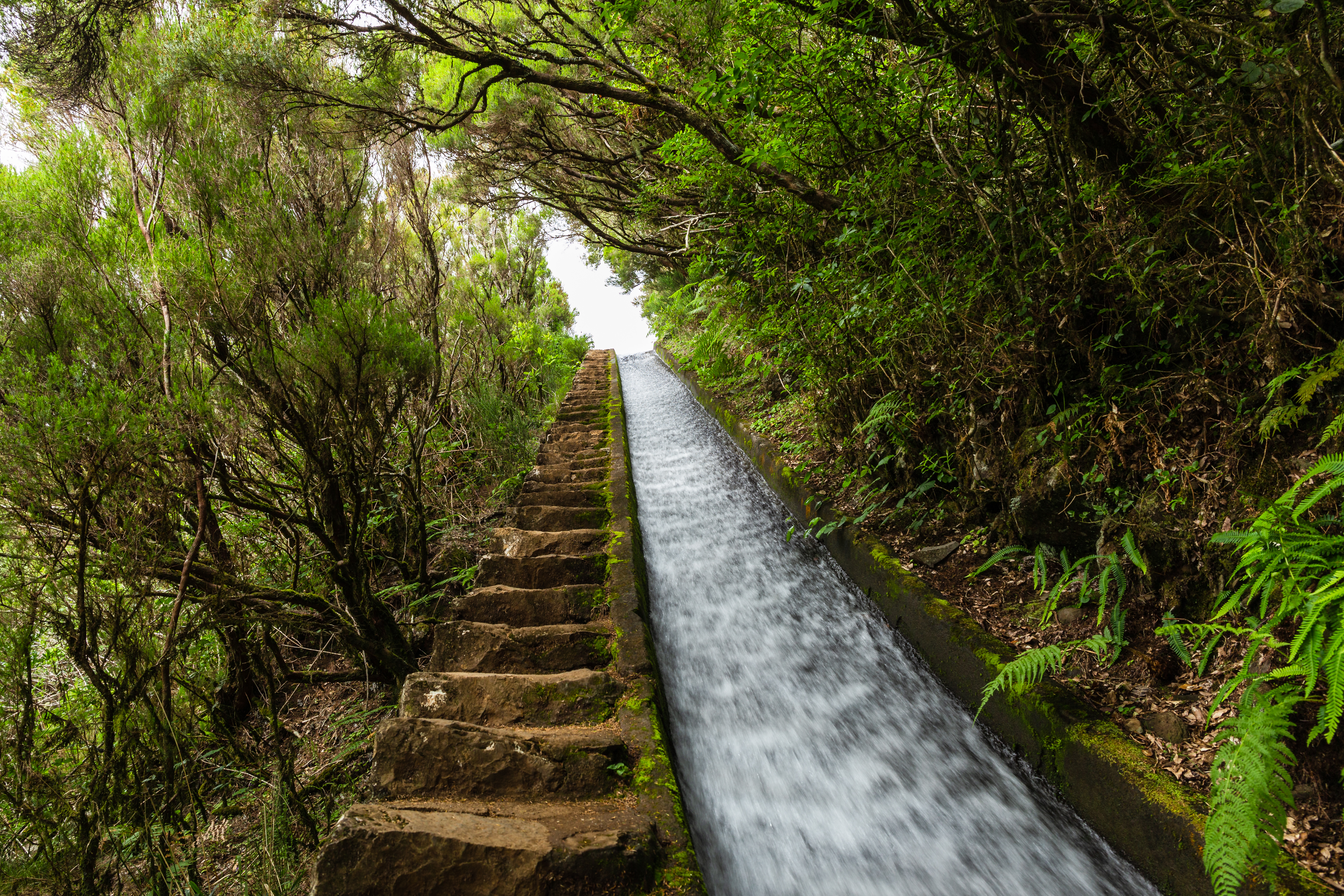Håndlavet stentrappe langs Levada do Alecrim på Madeira med rindende vand og frodig grøn skov, perfekt til vandreture i Portugals naturskønne øparadis