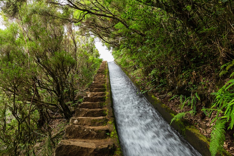 Håndlavet stentrappe langs Levada do Alecrim på Madeira med rindende vand og frodig grøn skov, perfekt til vandreture i Portugals naturskønne øparadis