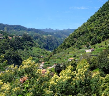 Frodig udsigt over Ribeira de Machico-dalen fra vandrestien Levada do Canico med blomstrende mimosatræer og grønne bakker på Madeira
