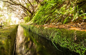 Traditionelt levada-vandingssystem omgivet af frodig grøn skov på Madeira - populær vandresti for naturelskere