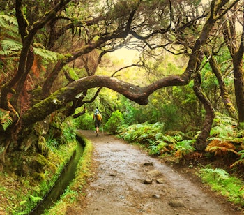 Vandrere på den frodige levada-sti i Madeiras grønne skov omgivet af tæt vegetation og rindende vand