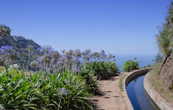 Smuk vandresti langs en levada-kanal med blomstrende blå Agapanthus og udsigt over Atlanterhavet på Madeira