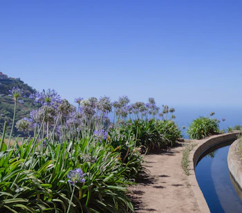 Smuk vandresti langs en levada-kanal med blomstrende blå Agapanthus og udsigt over Atlanterhavet på Madeira