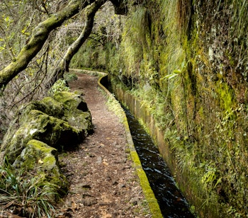 Levada vandringsvej med grøn vegetation og vandingskanal på Madeira, perfekt til naturoplevelser under nytårsrejsen
